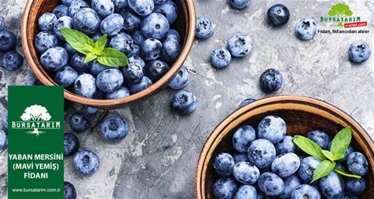 BURSATARIMNelson Yaban Mersini Fidanı ( Likapa - Mavi Yemiş ) Blueberry