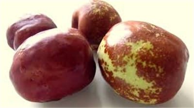 Hünnap (İri)  Fidanı