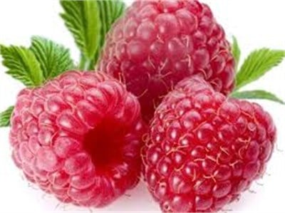 Wıllamette Ahududu Fidanı