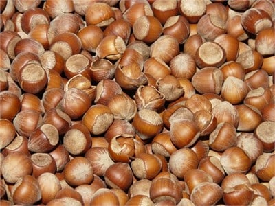 Fındık Fidanı