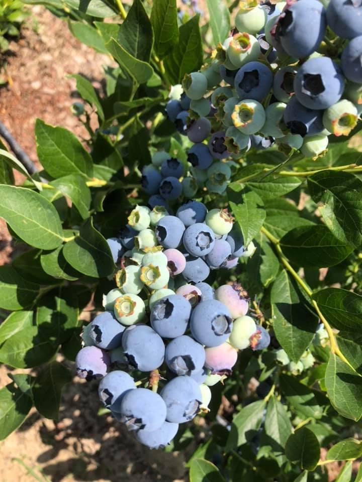 FRUTZFRUTZ (200GR) - Yaban Mersini