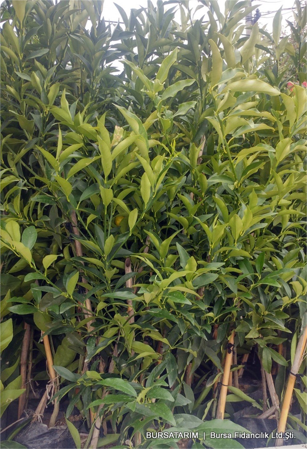 Kamkat Fidanı ( Kumkuat )