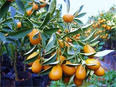 Kamkat Fidanı ( Kumkuat )