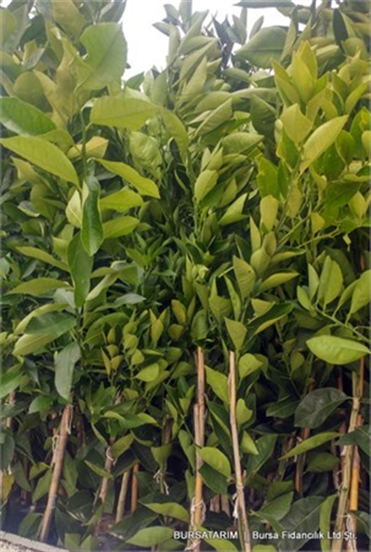 Limon ( Mayer ) Fidanı
