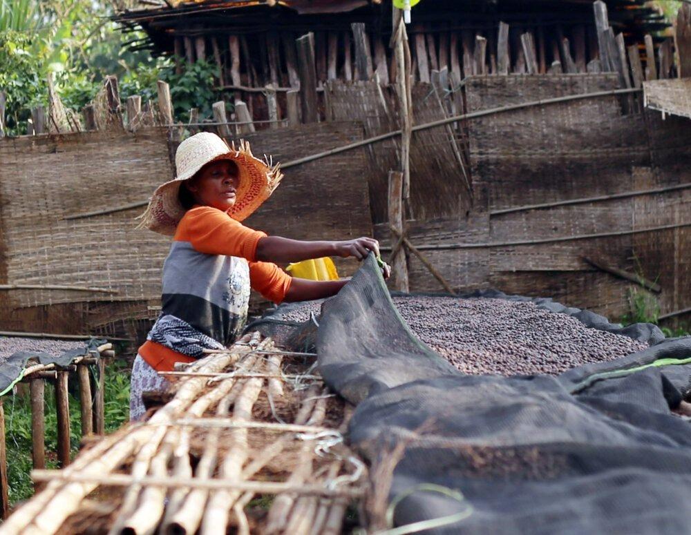 Etiyopya Hambela Bontiana %100 Arabica