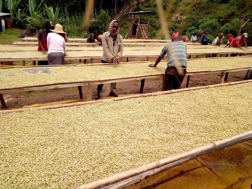 Etiyopya Hambela Bontiana %100 Arabica
