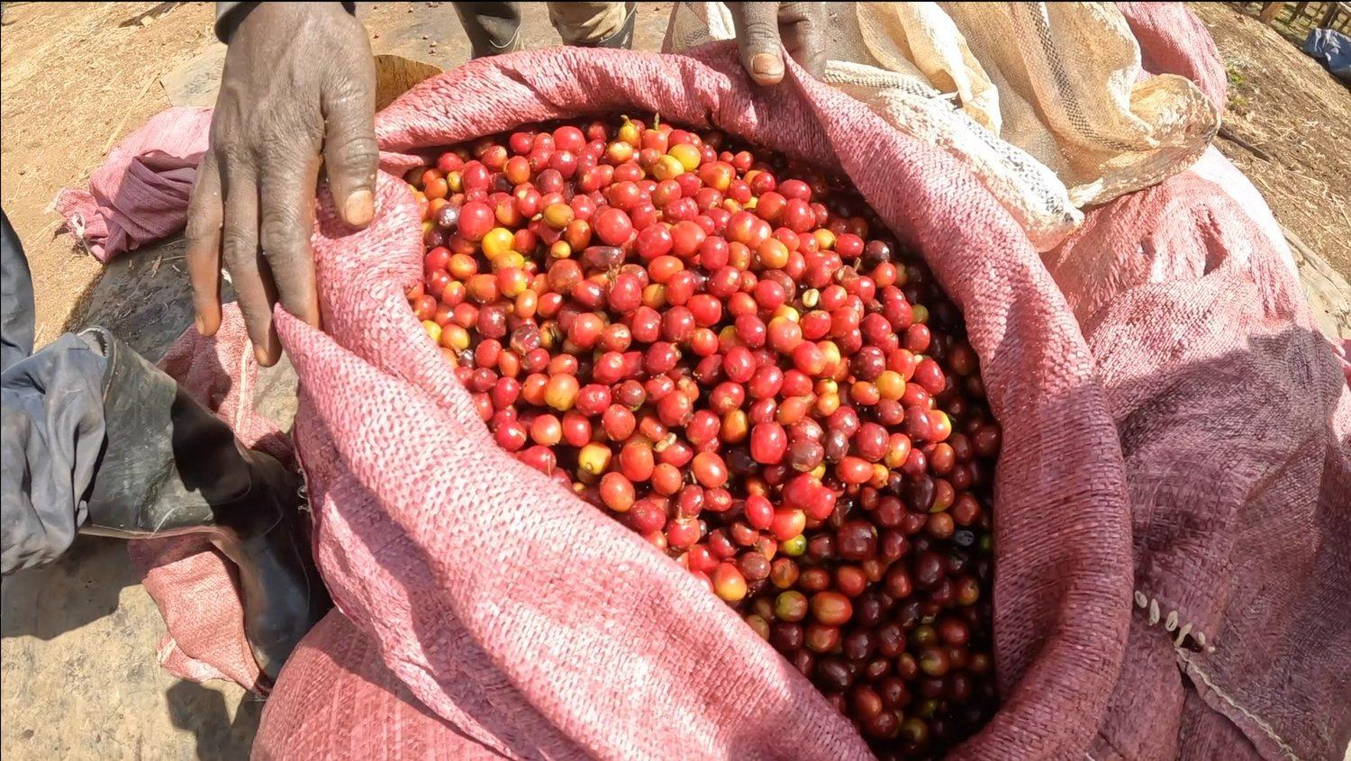 Etiyopya Hambela Bontiana %100 Arabica