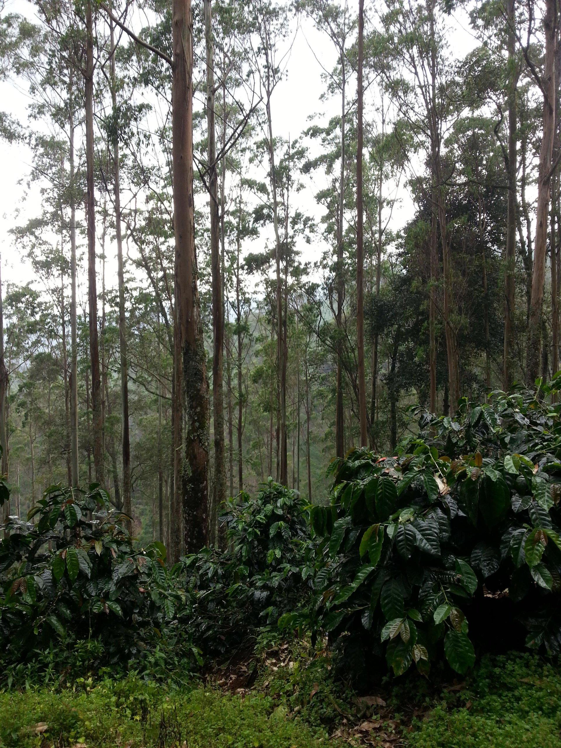 NORDIC APPROACH - Indonesia Frinsa Edun #2 