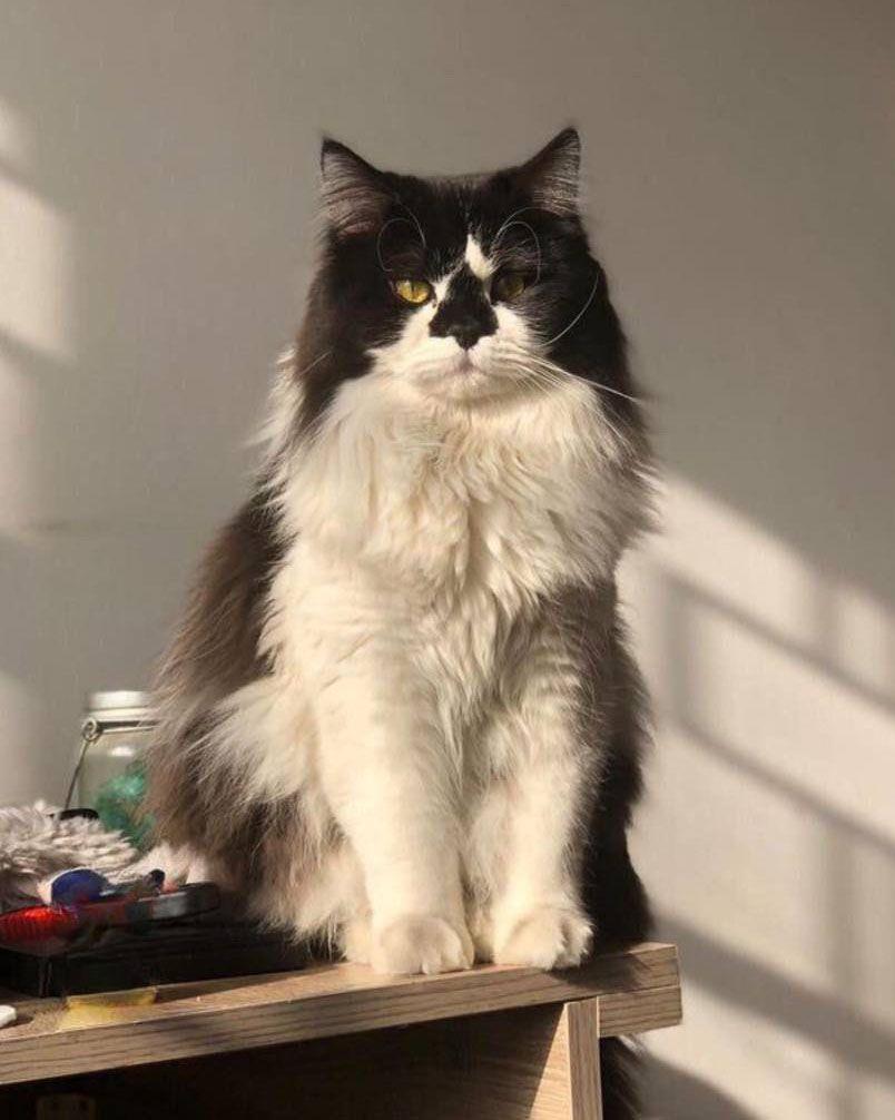 Sayılarla Boyama Seti Cool Kedi