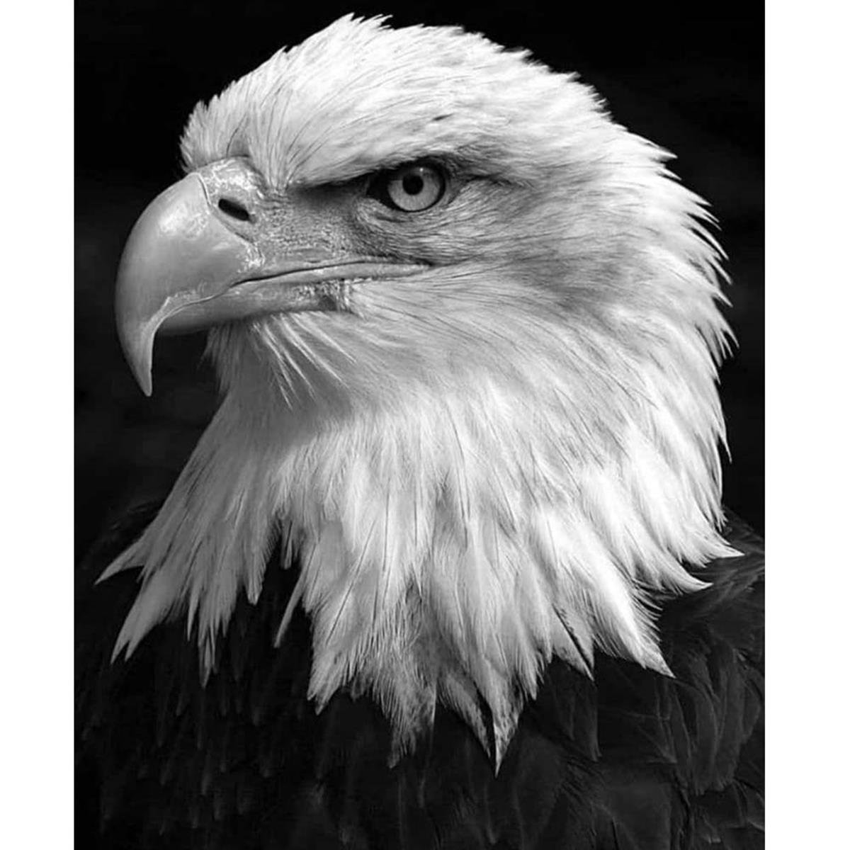 Sayılarla Boyama Seti Kartal