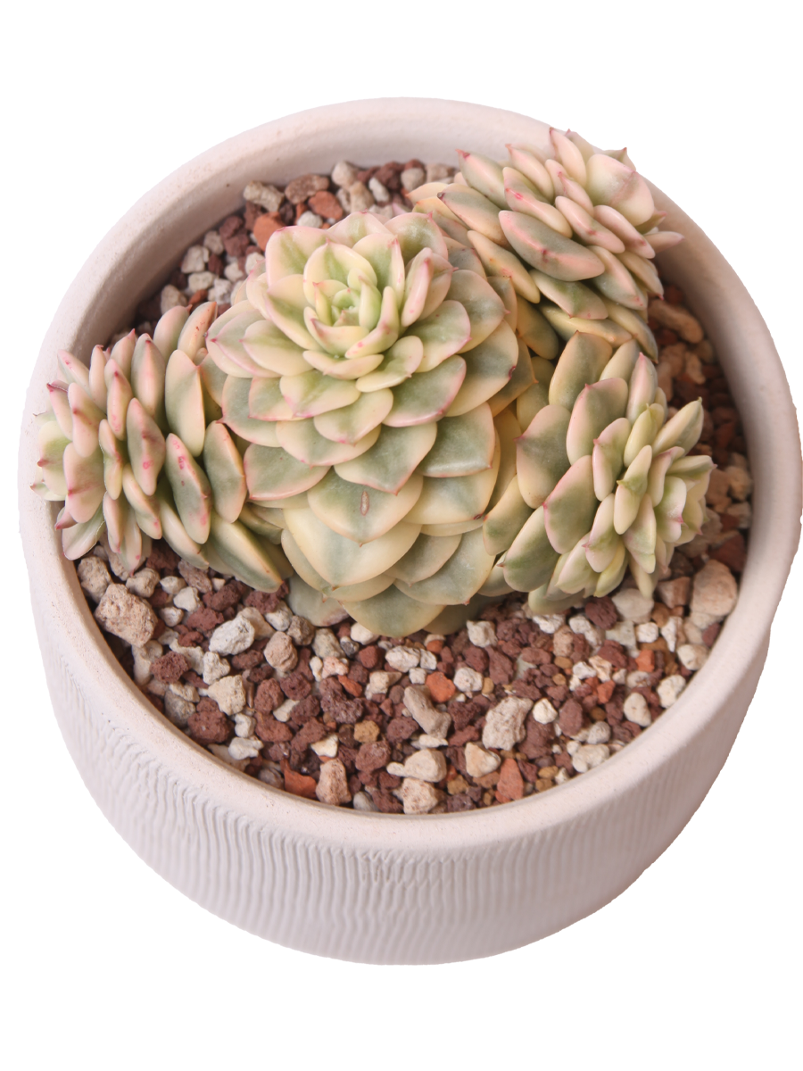 Echeveria Rolly Variegata - Sukulent