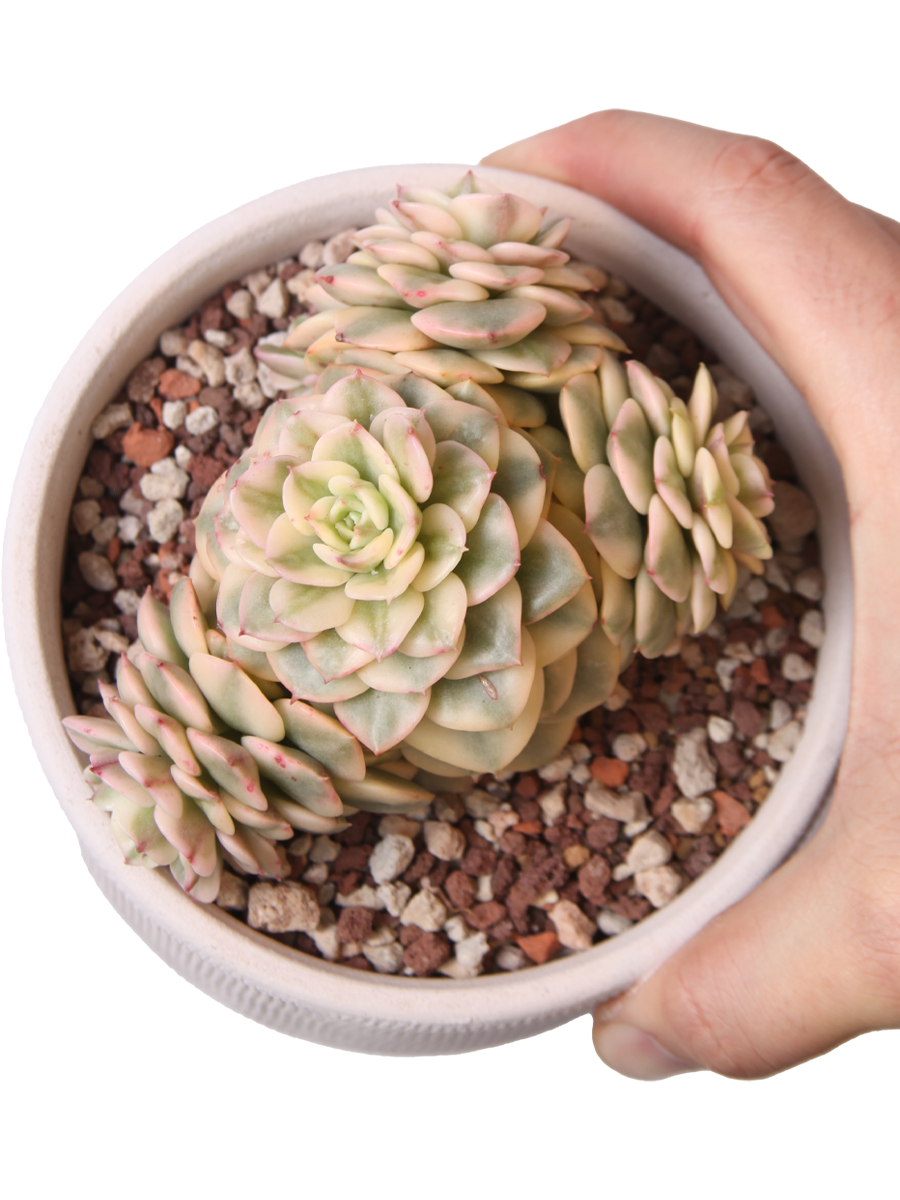 Echeveria Rolly Variegata - Sukulent