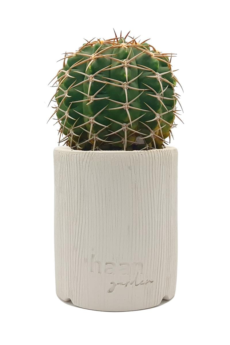 Gymnocalcium Stellatum / Kaktüs