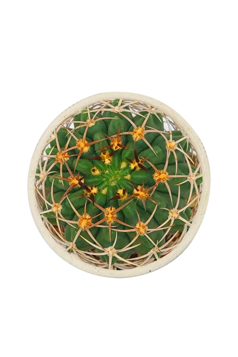 Gymnocalcium Stellatum / Kaktüs