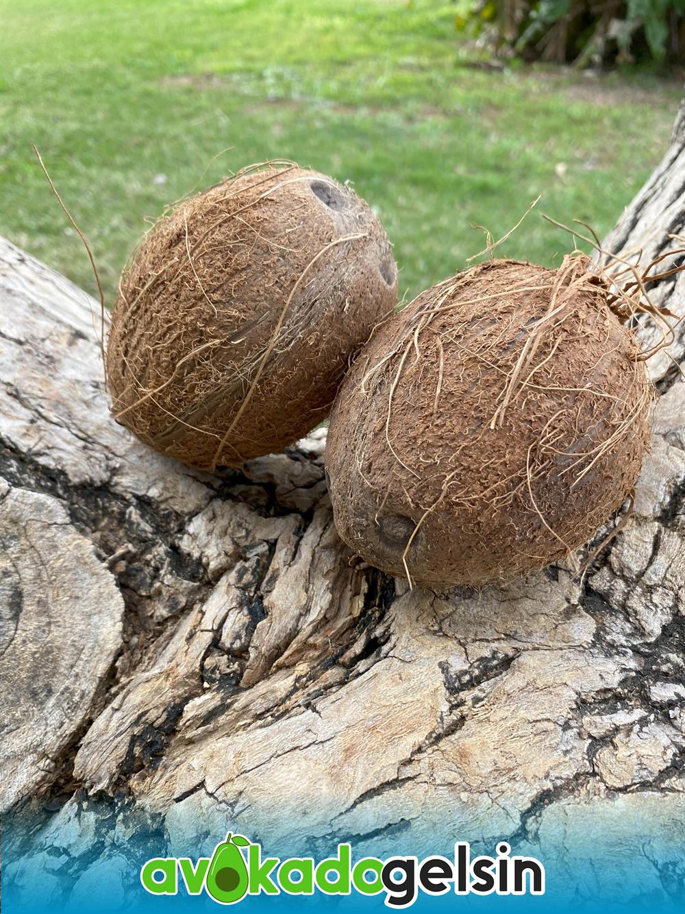 Hindistan Cevizi (Adet)