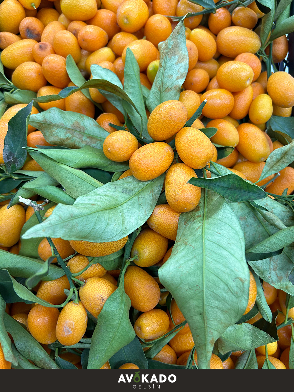 Kumkuat 1 Kg