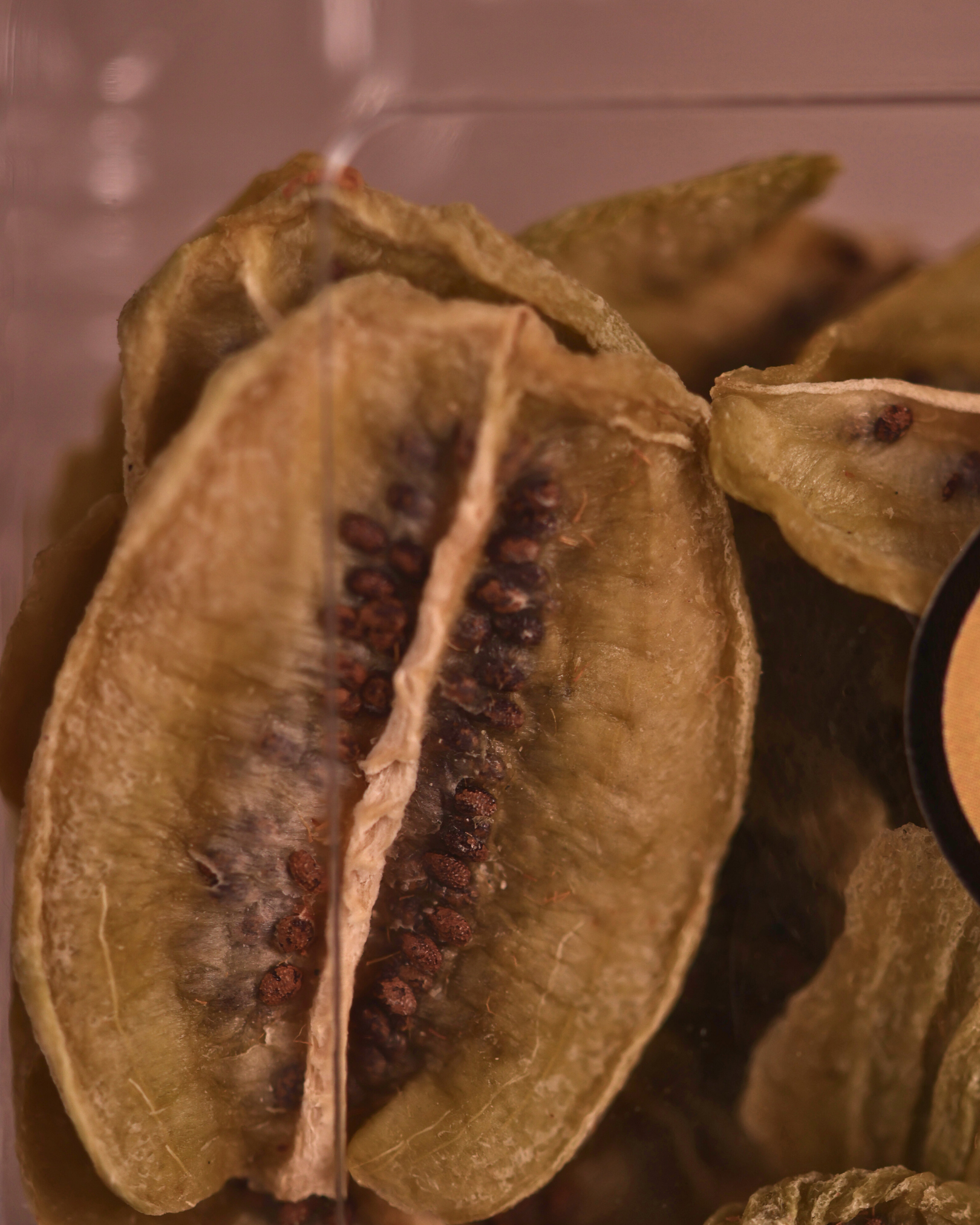 Kurutulmuş Kivi Dilimleri | 70 gr | Birgi Köy EviBirgi Köy EviHEDİYELİKLERBirgi Köy Evi Kurutulmuş Kivi Dilimleri – 70 gr