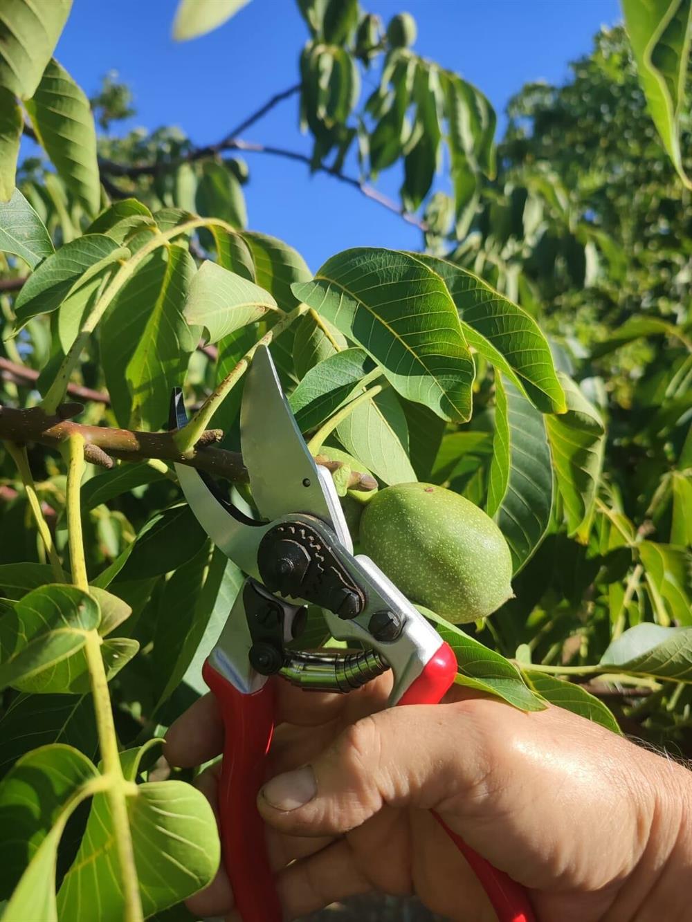 Kıng Tıger Budama Makası KT-16