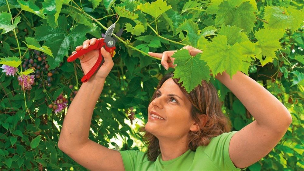 Wolf Garten RS 2500 Budama Makası Anvil