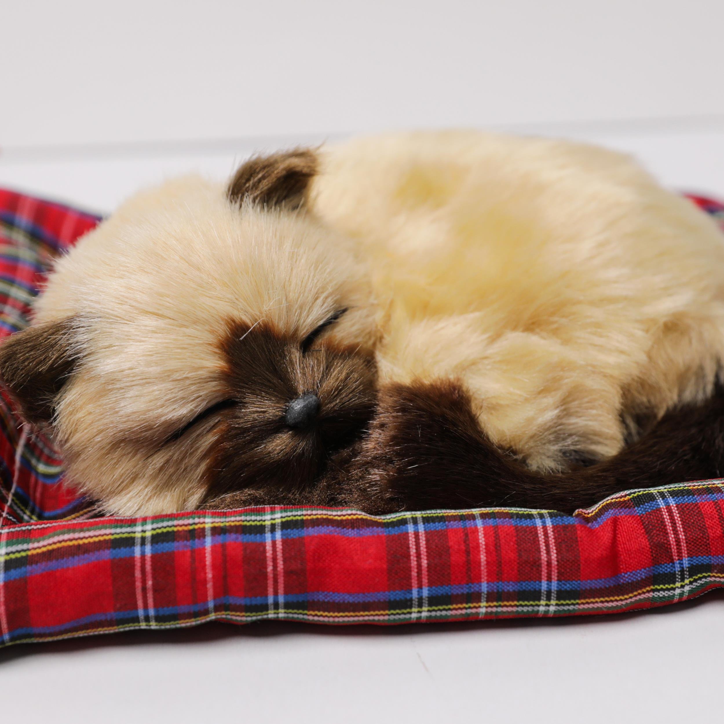 Minderde Yatan  Sevimli  Cins  KEDİ