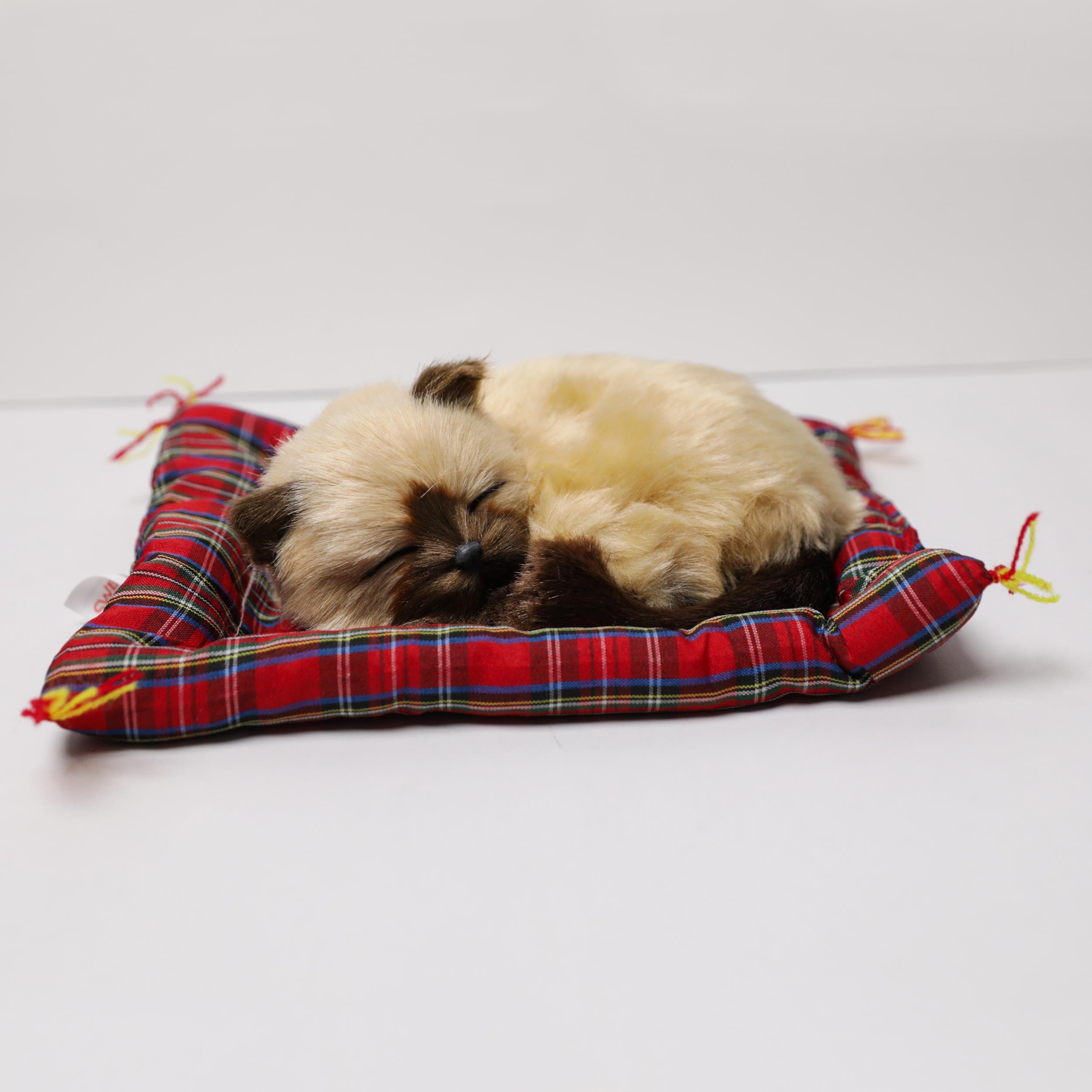 Minderde Yatan  Sevimli  Cins  KEDİ