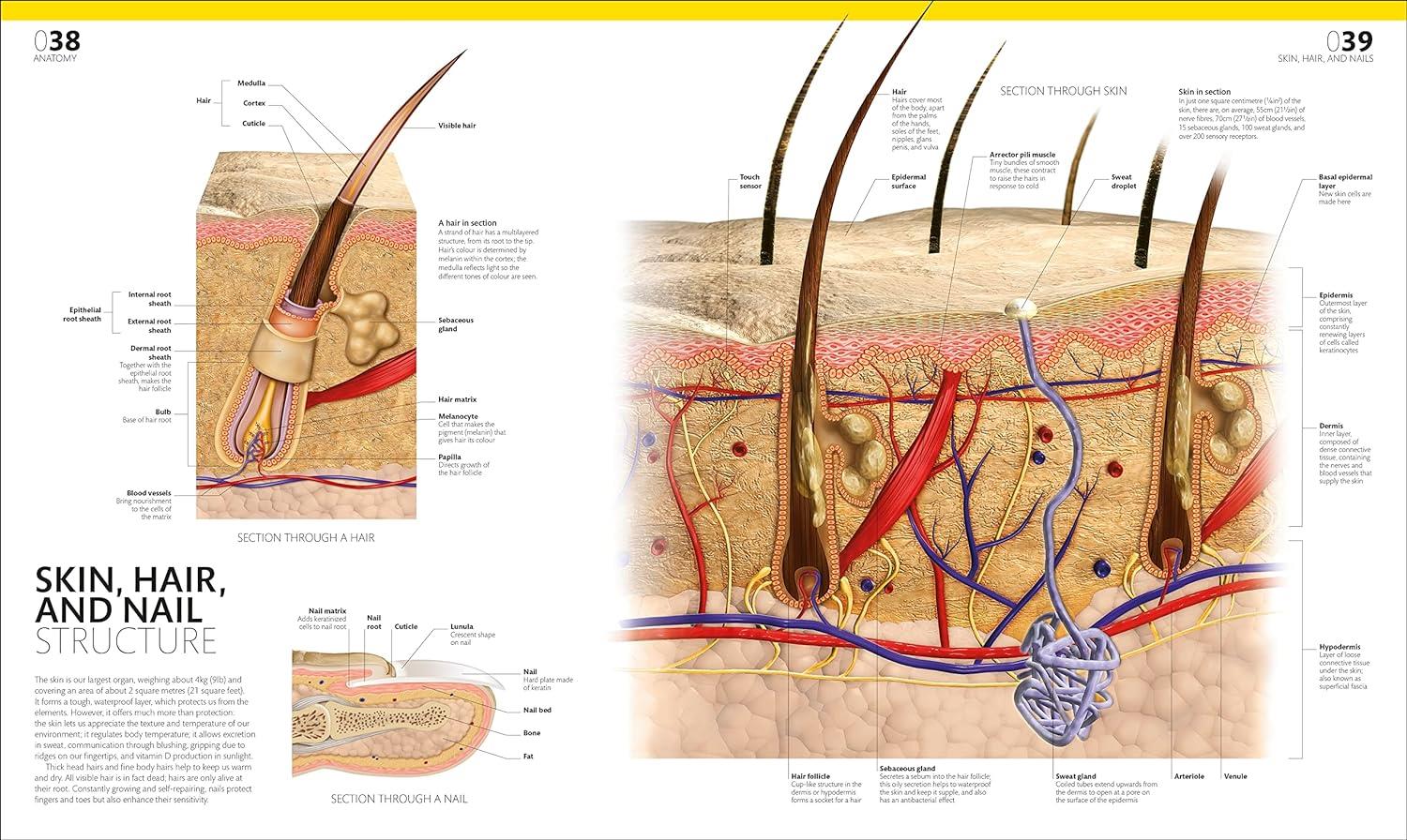Complete Human Body