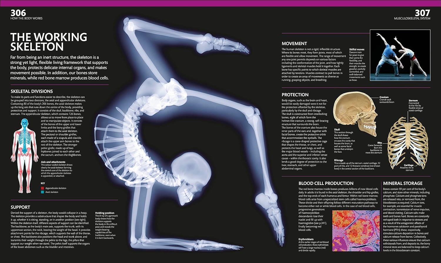Complete Human Body