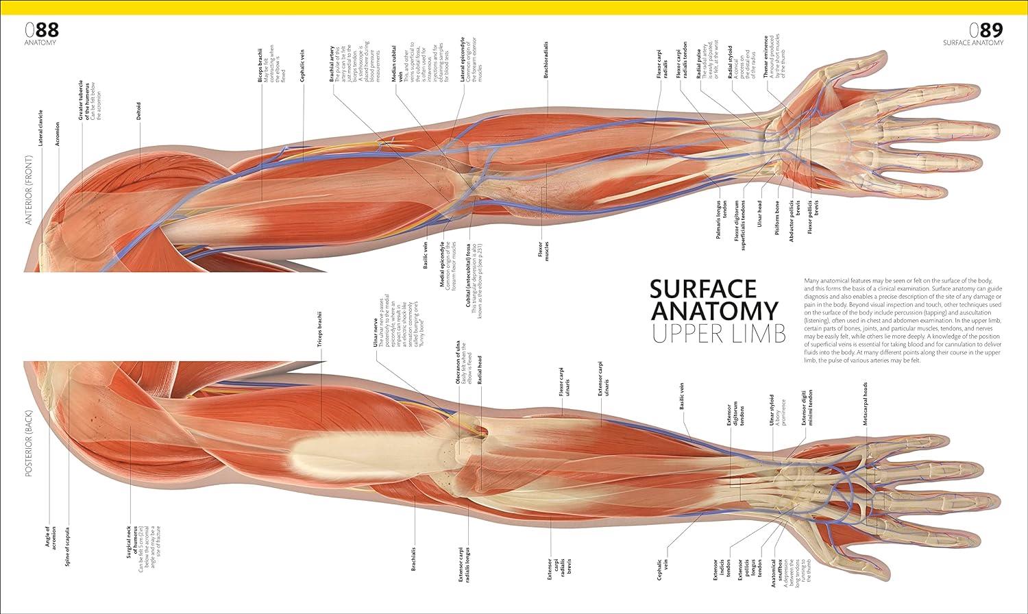 Complete Human Body