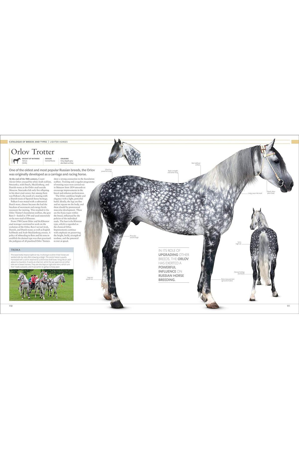 Horse Encyclopedia