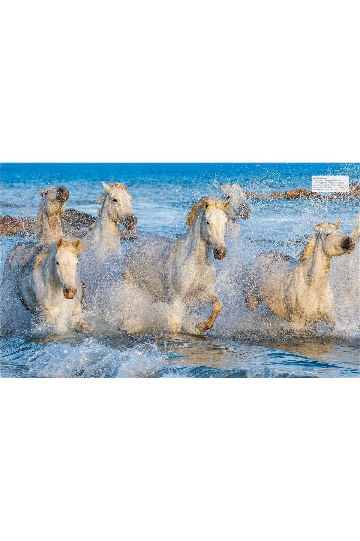 Horse Encyclopedia