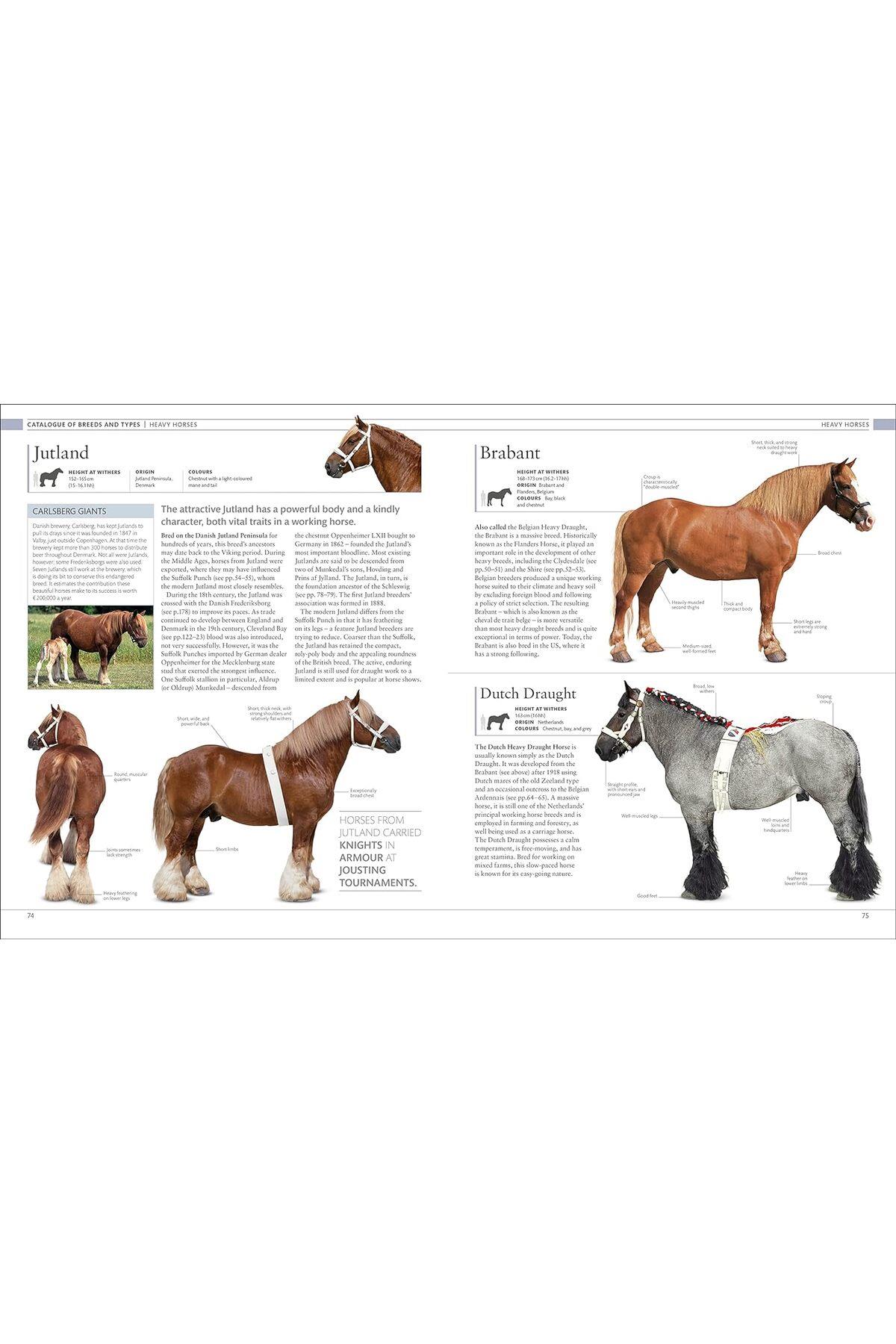 Horse Encyclopedia