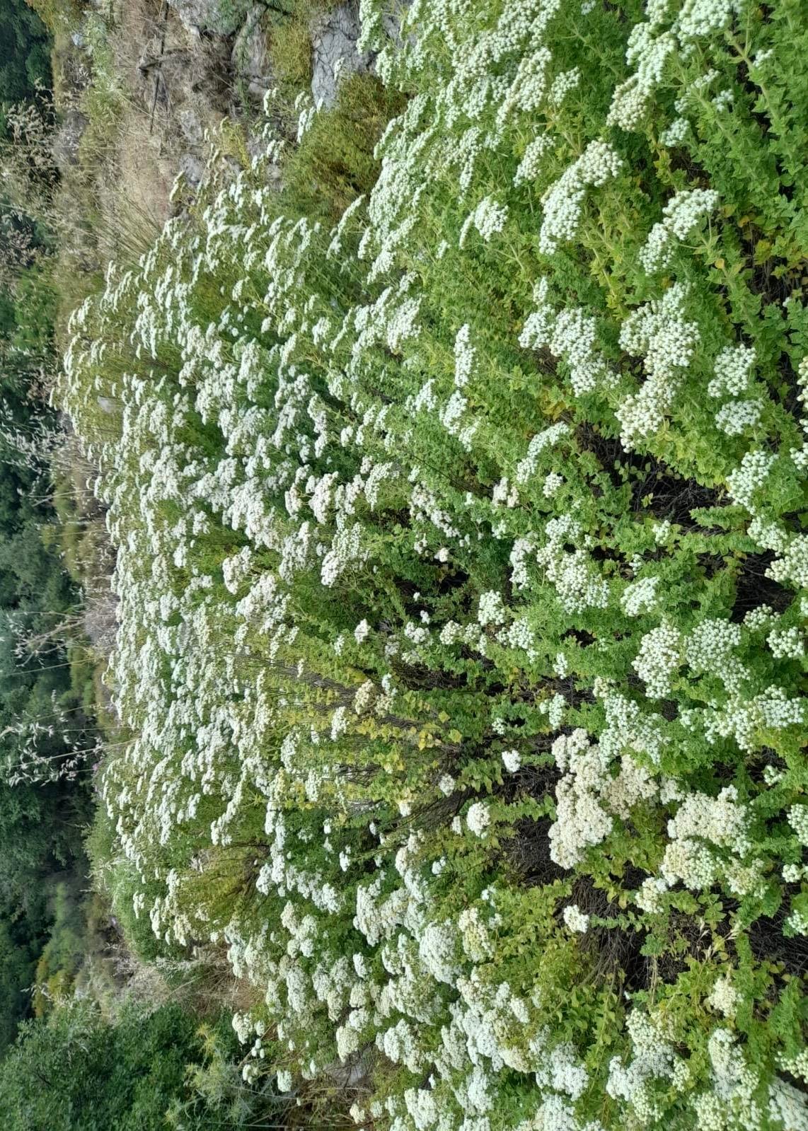 Bilyalı Kekik 30g