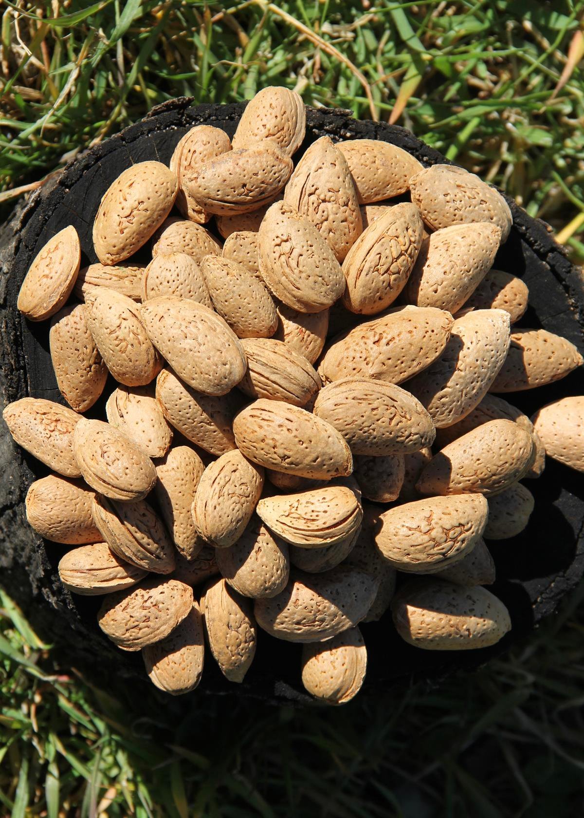 Datça Kabuklu Bademi 1kg