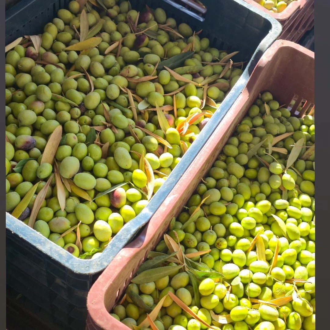 Erken Hasat Soğuk Sıkım Filtresiz Natürel Sızma Zeytinyağı 500 ml