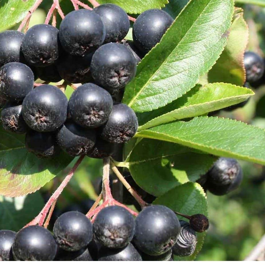 ARONYA MARMELATI (ŞEKERSİZ )