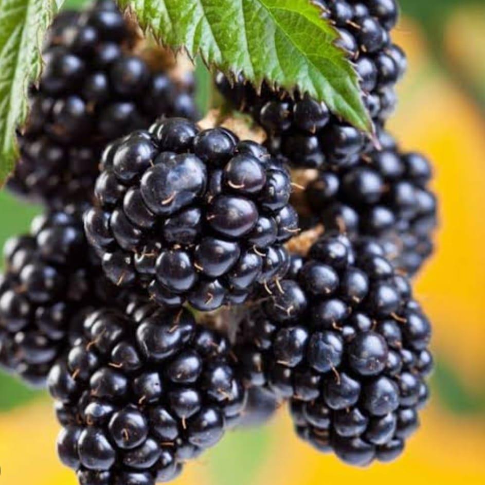 Böğürtlen reçeli