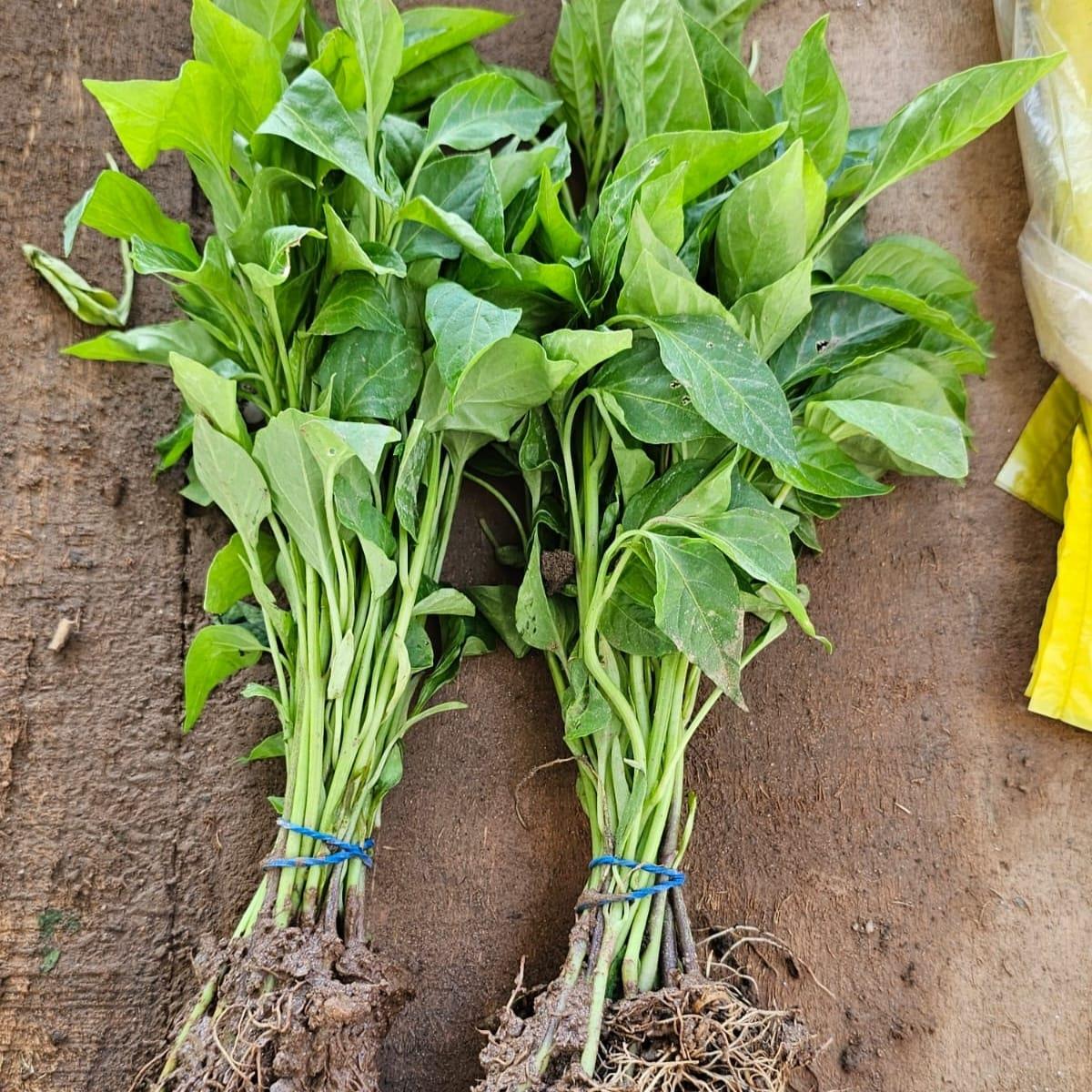 KIL ACI BİBER ( ATA TOHUMU )