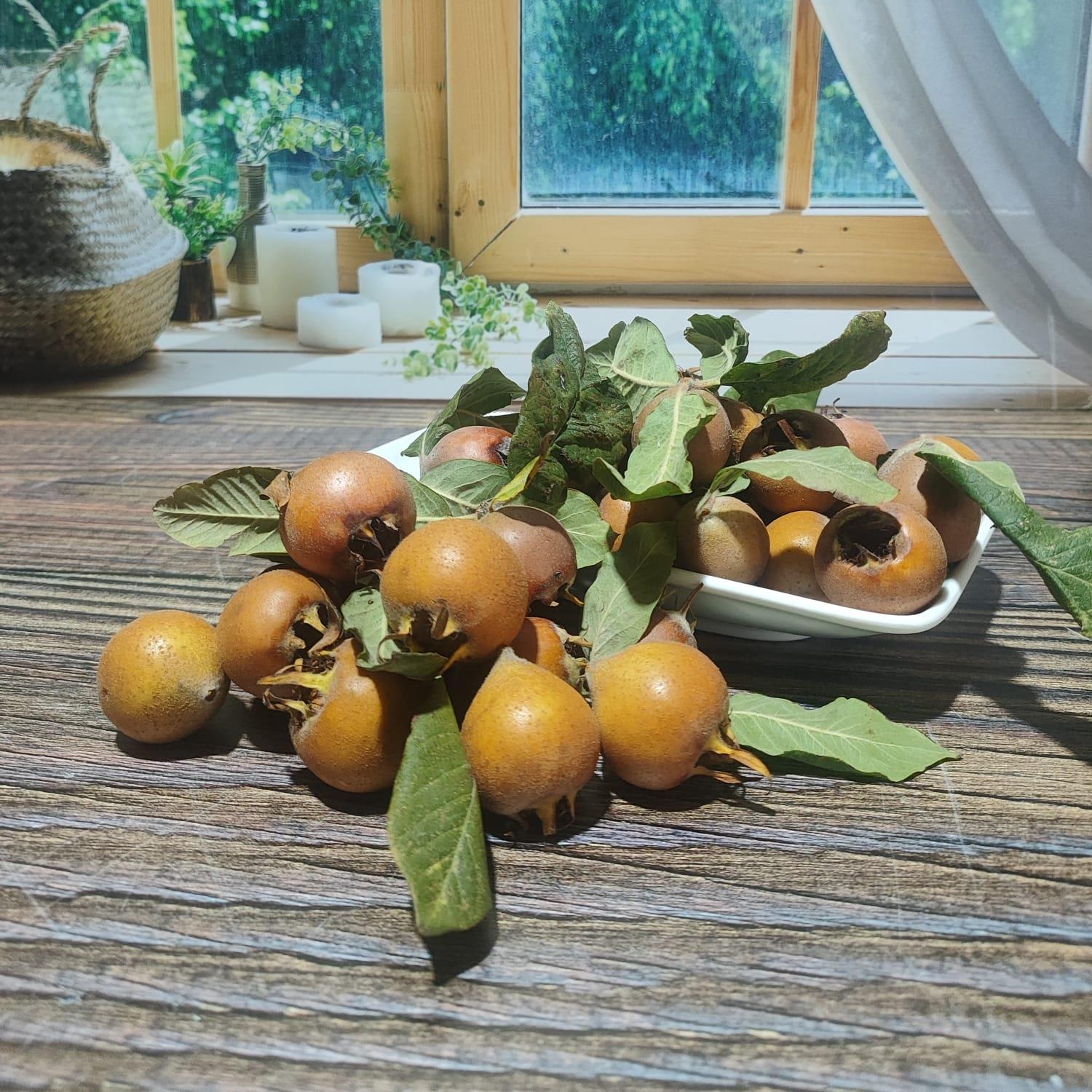 MUŞMULA (DÖNGEL )