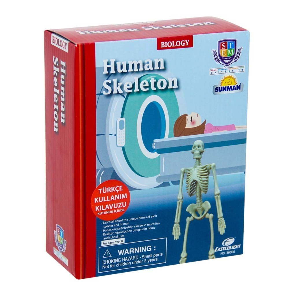 Bilim Seti : İnsan İskeleti