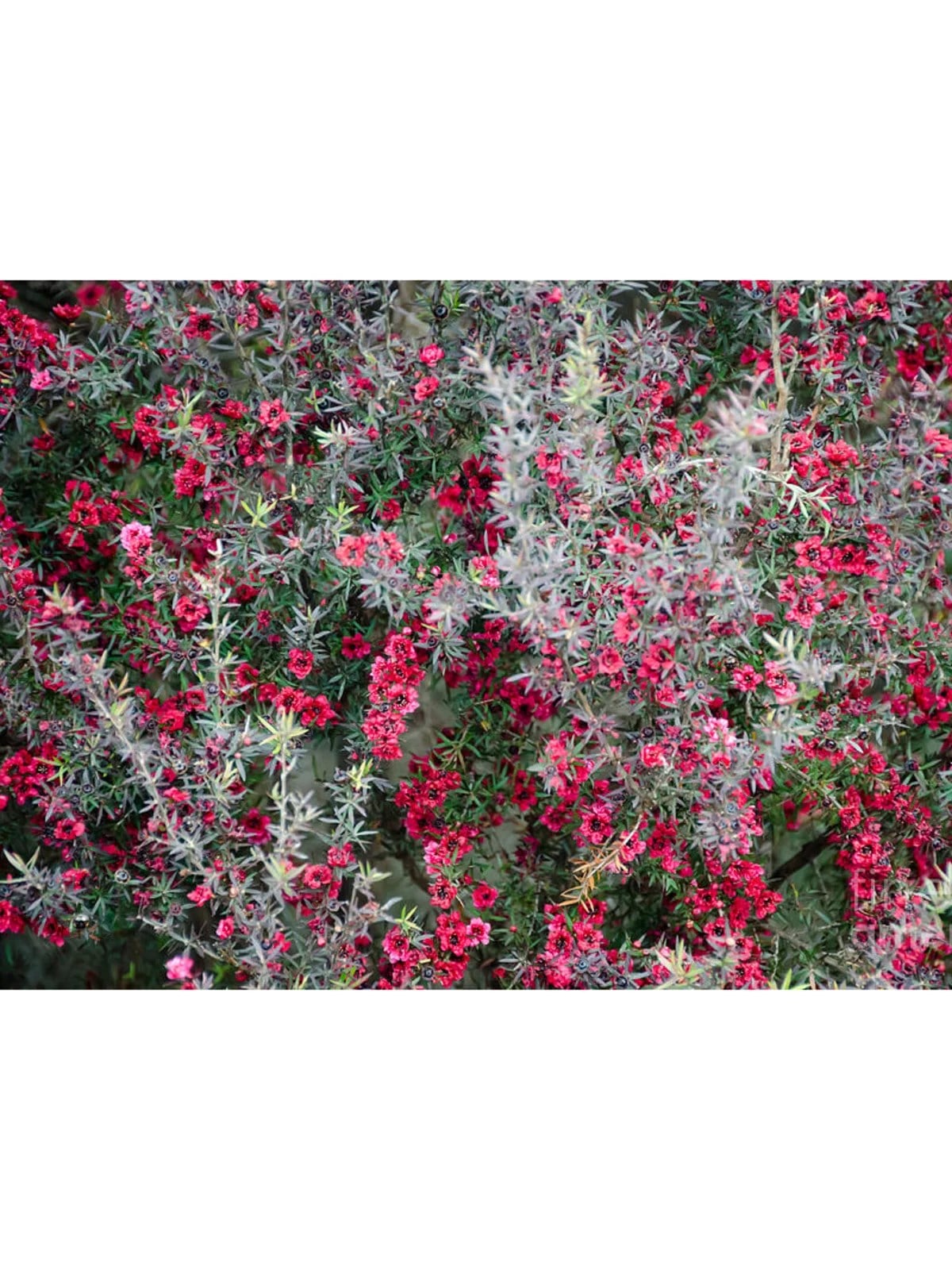 MANUKA AĞACI DUAL ROUGE