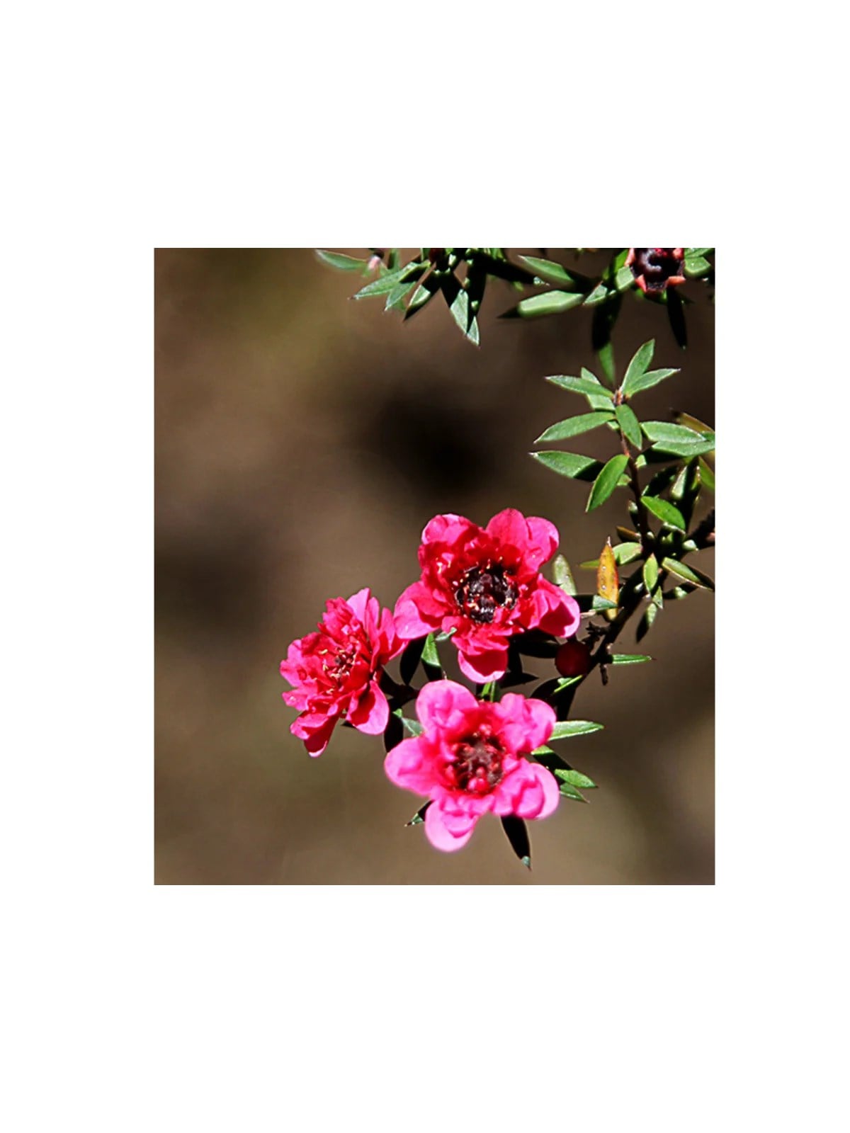MANUKA AĞACI DUAL ROUGE