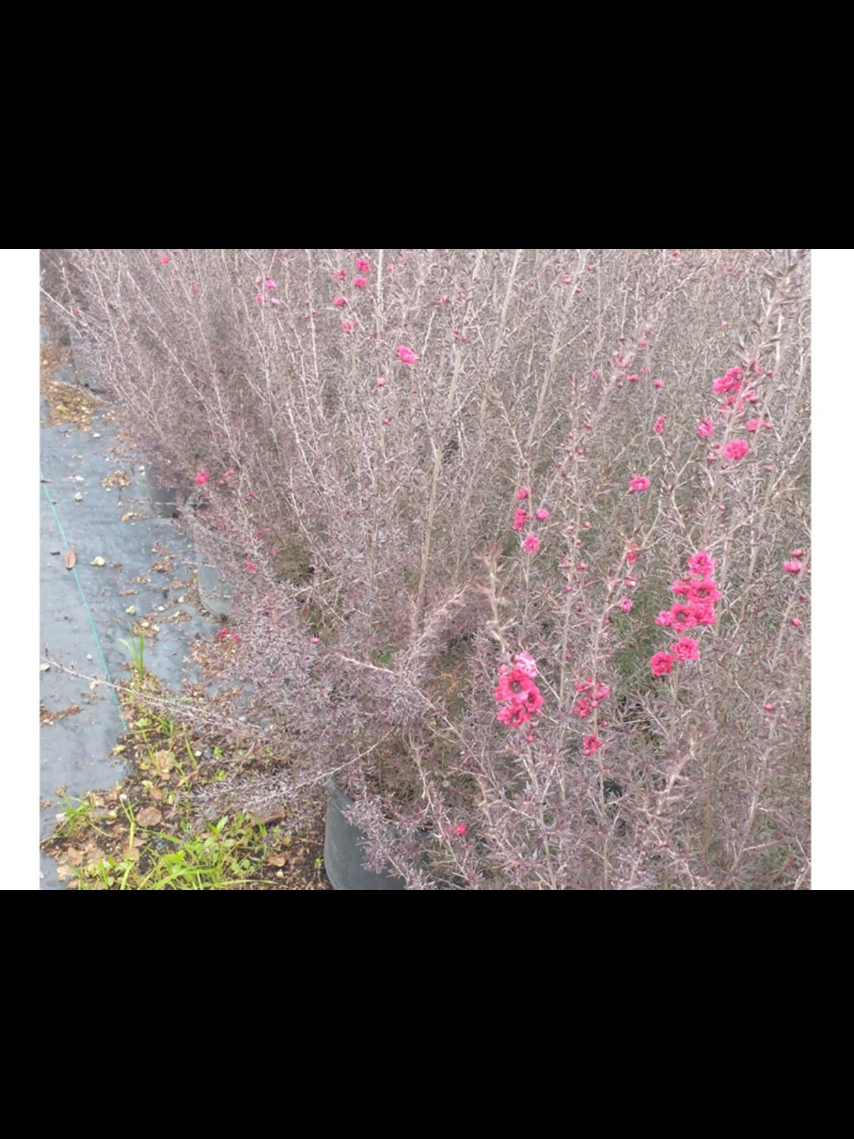 MANUKA AĞACI DUAL ROUGE