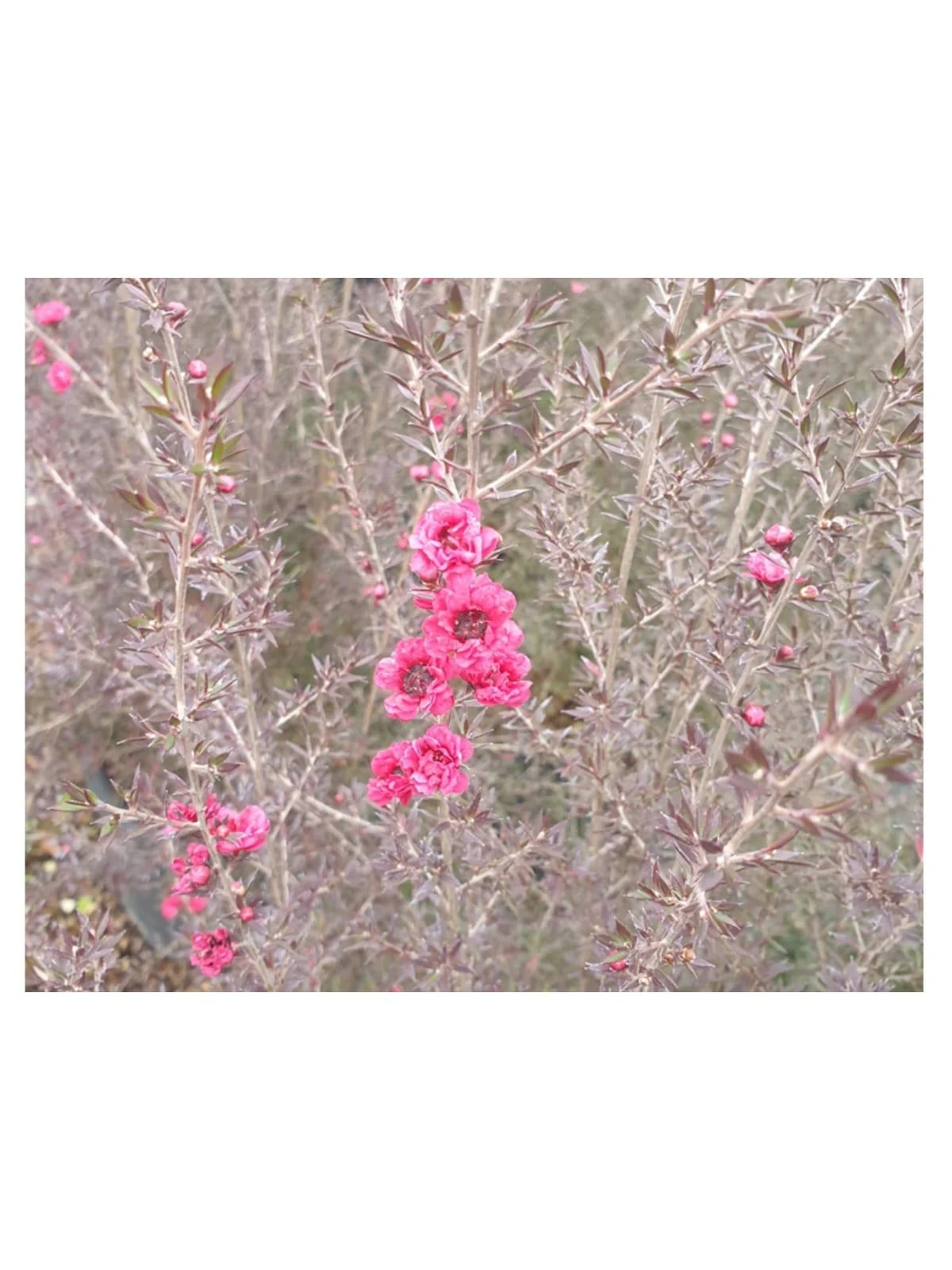MANUKA AĞACI DUAL ROUGE
