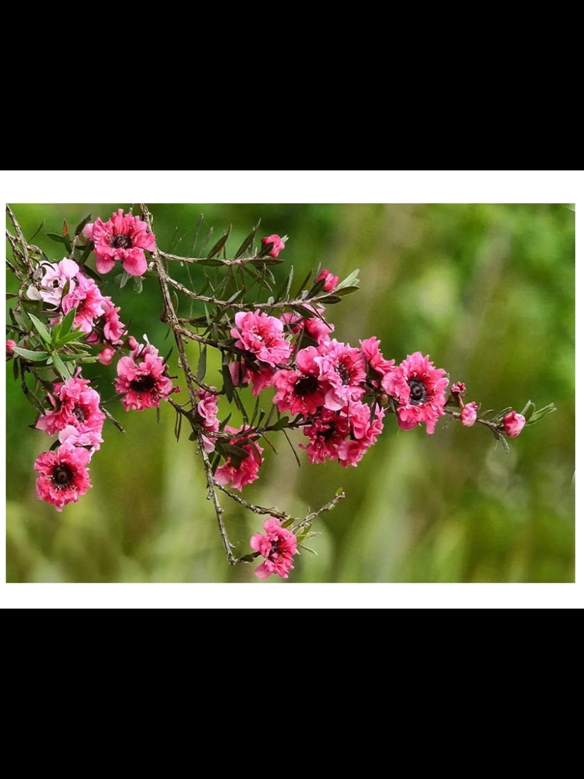 MANUKA AĞACI DUAL ROUGE