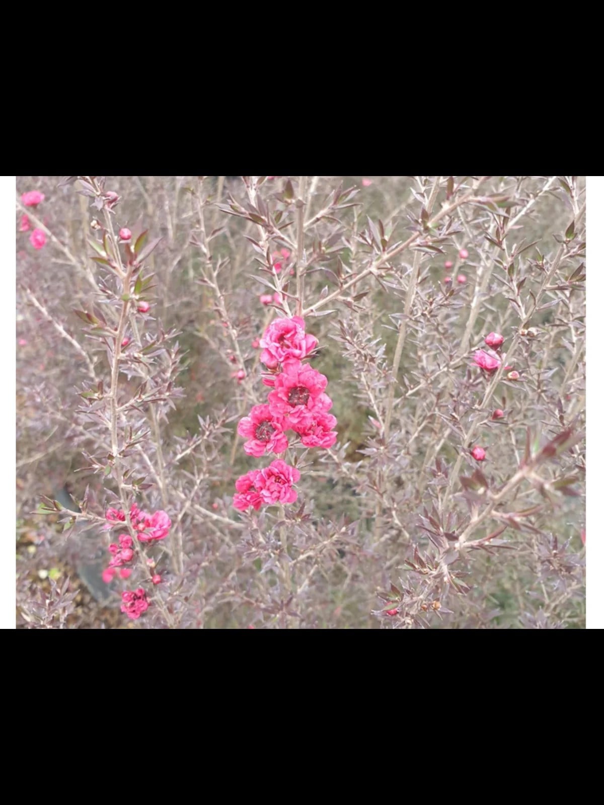 MANUKA AĞACI DUAL ROUGE