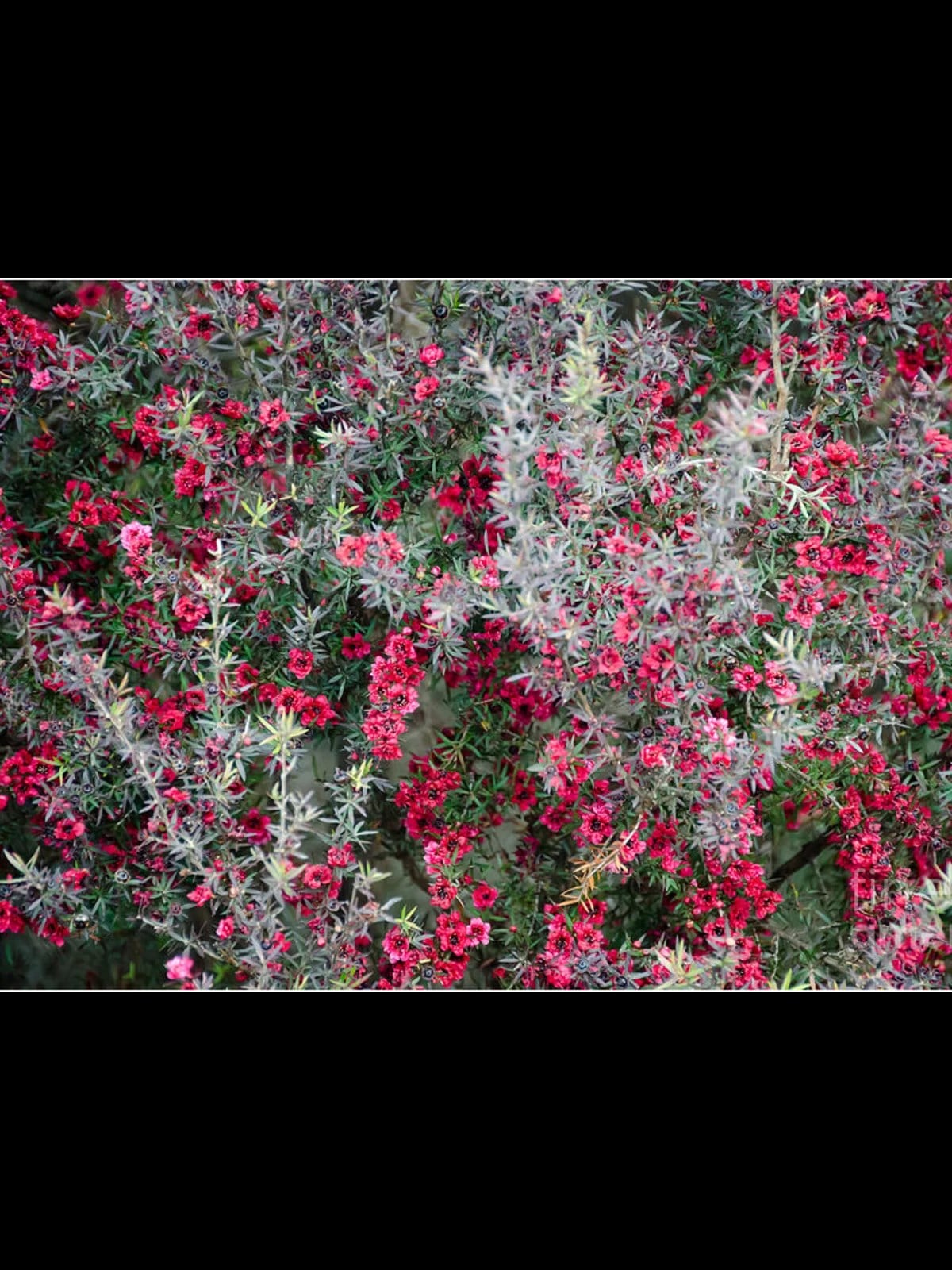 MANUKA AĞACI DUAL ROUGE
