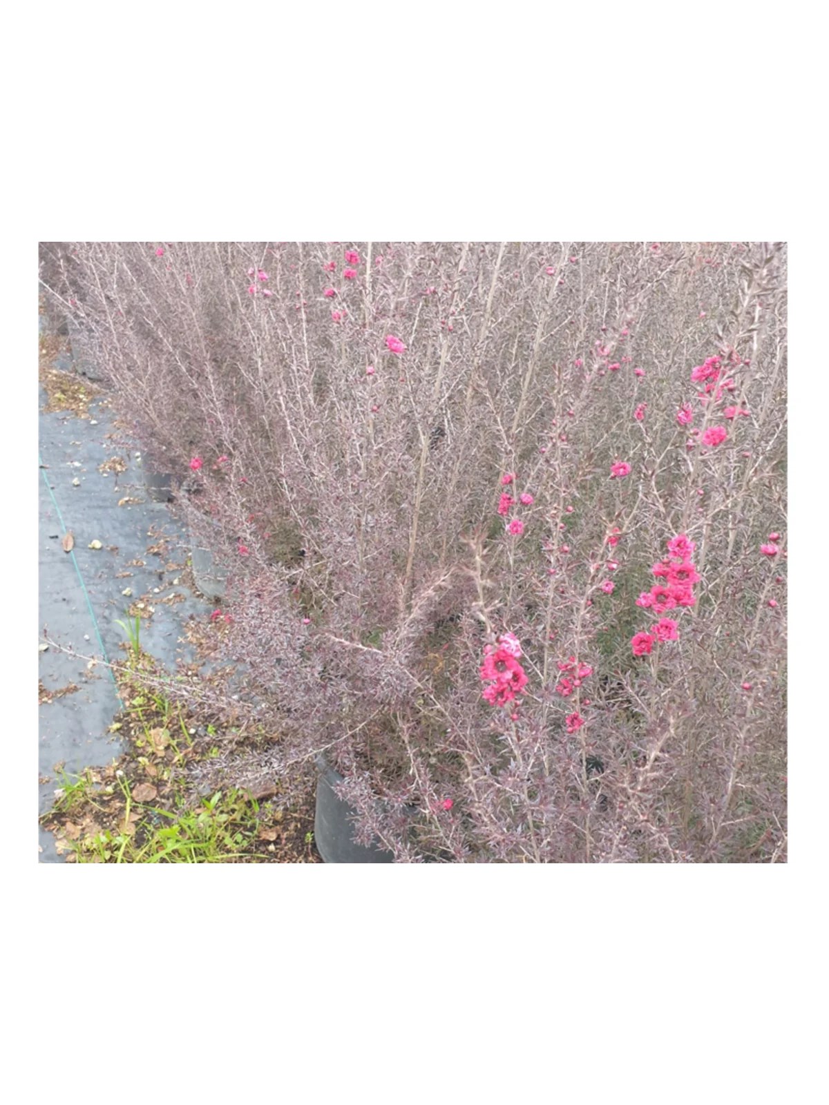 MANUKA AĞACI DUAL ROUGE