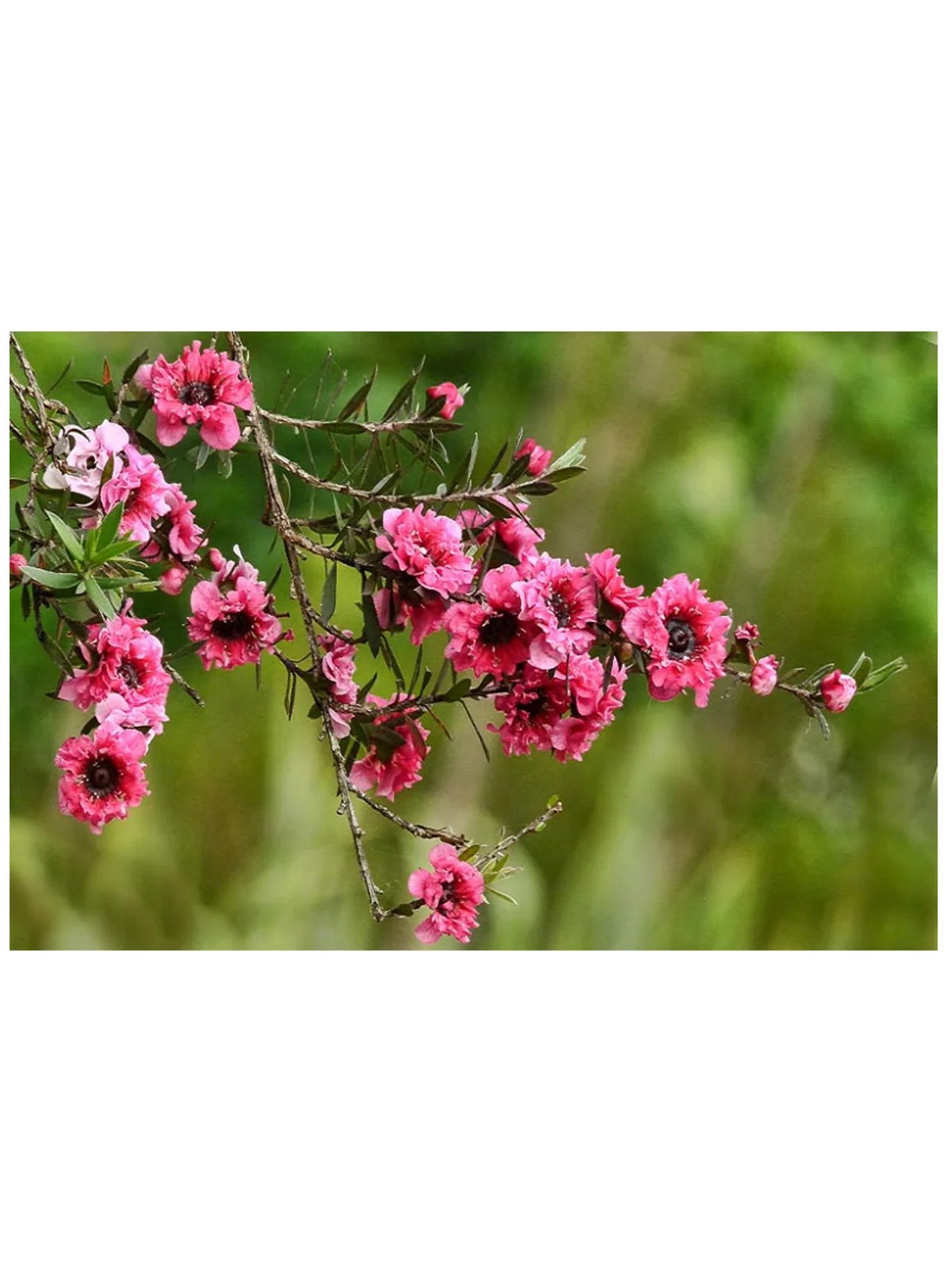 MANUKA AĞACI DUAL ROUGE