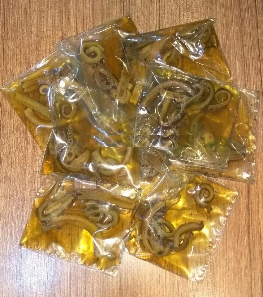 Salamura Boru Kurdu