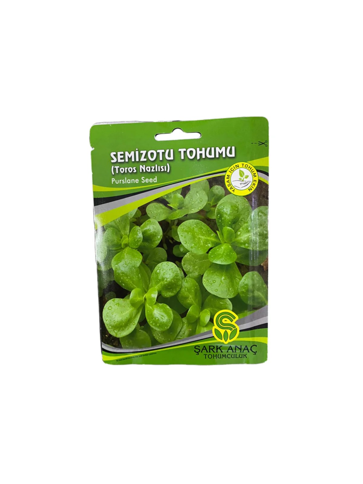 SEMİZOTU TOHUMU